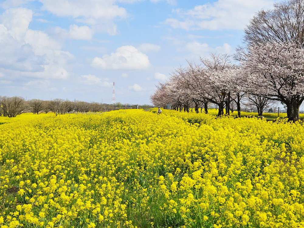 関宿城の菜の花と桜