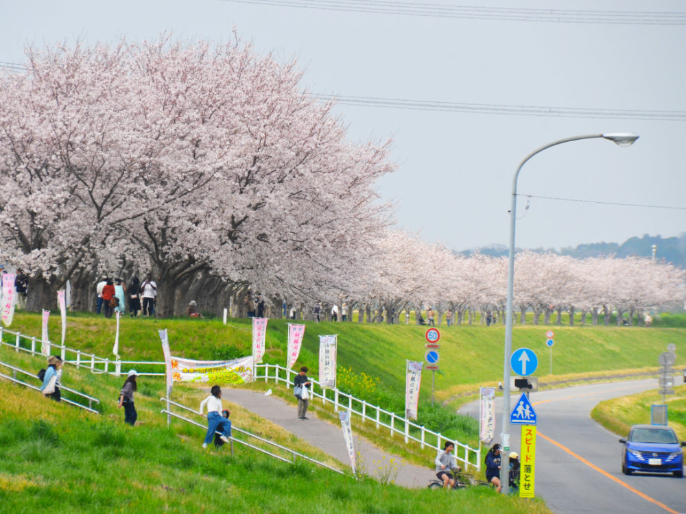 利根町桜づつみ