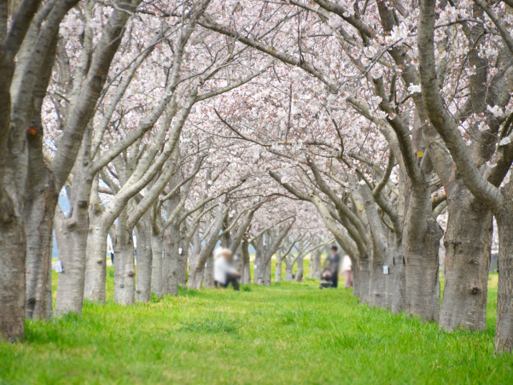 利根町桜づつみの桜並木