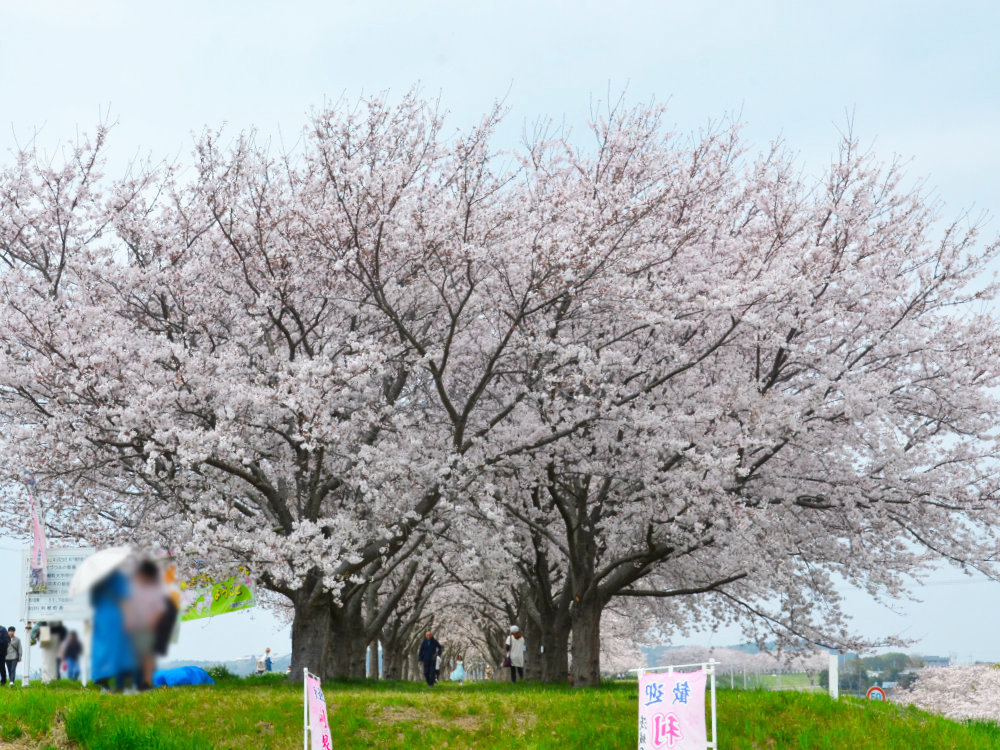 利根町桜づつみの桜並木