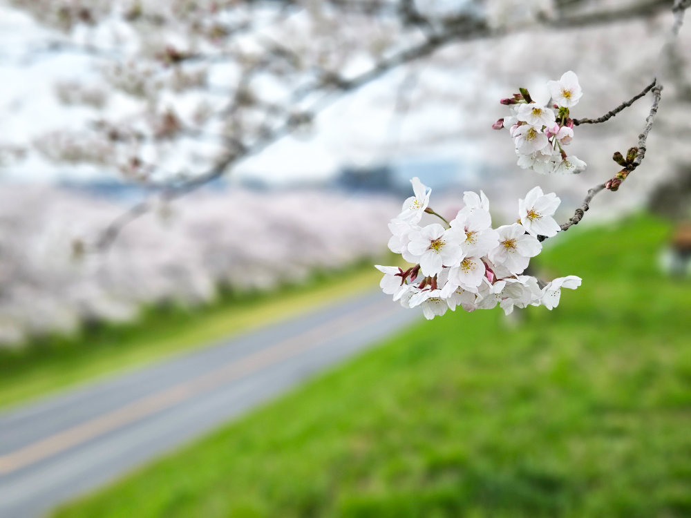 利根町の桜