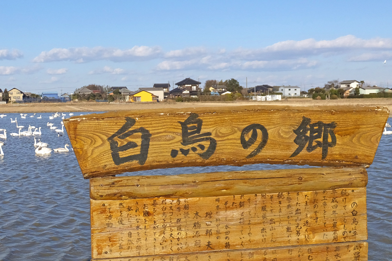印西市本埜地区(旧本埜村)の白鳥の郷