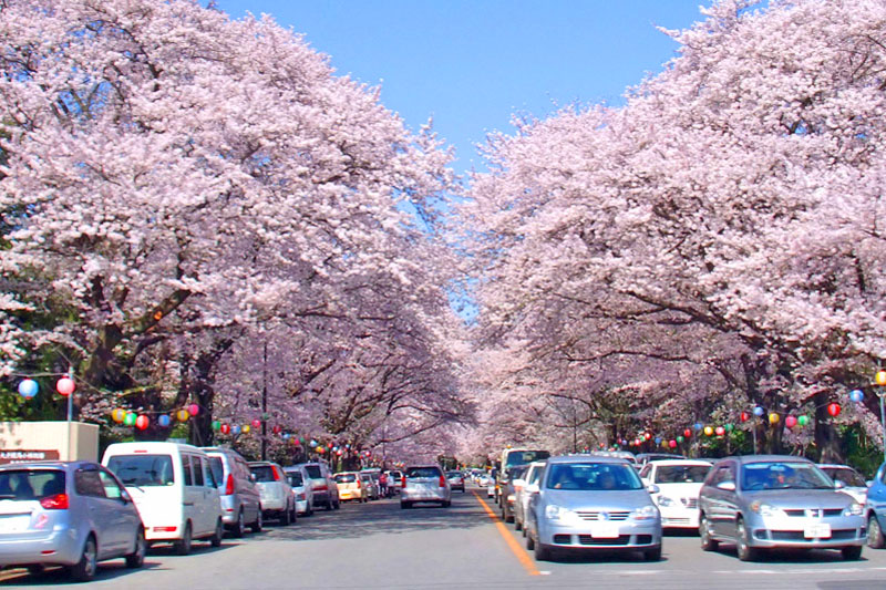小林牧場の桜