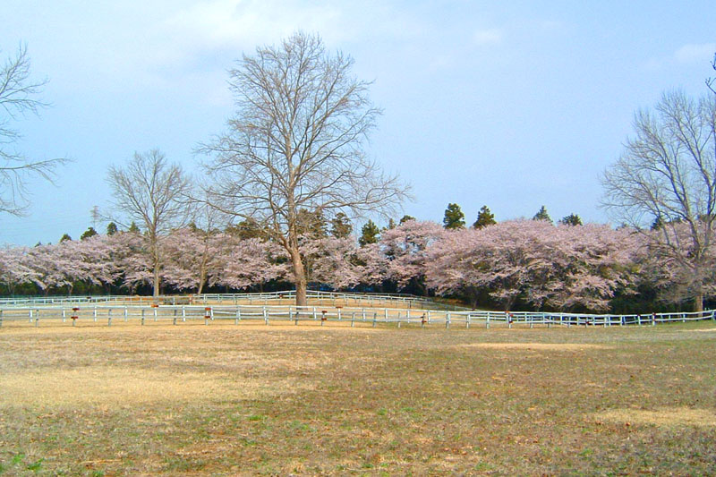 小林牧場の桜
