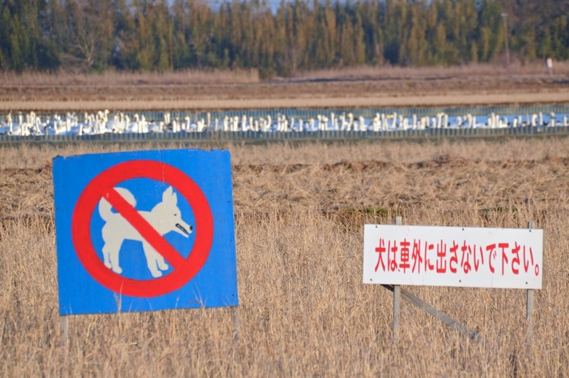 本埜の白鳥の郷はペット禁止