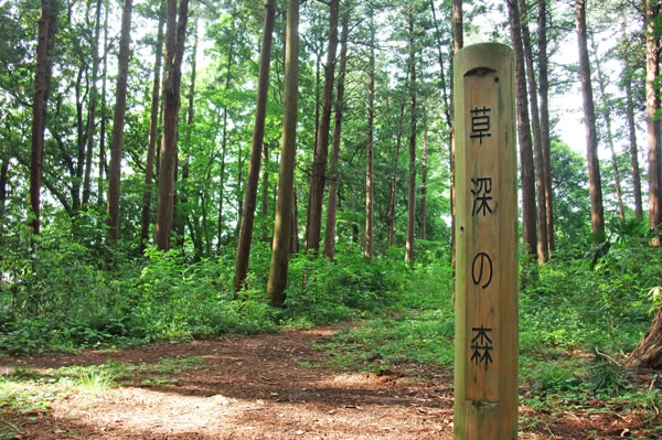 草深の森