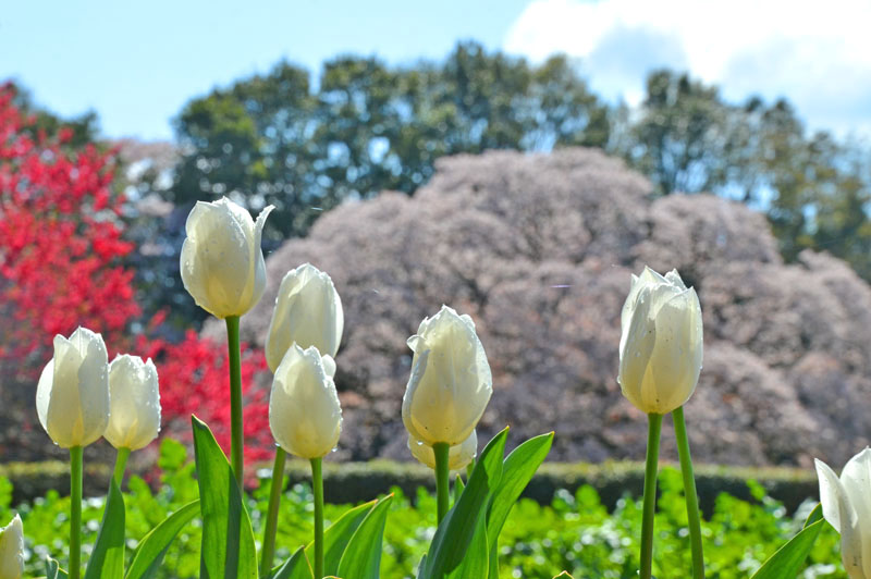吉高の大桜の周辺は花でいっぱい