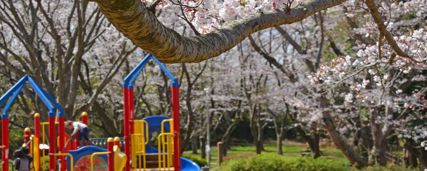 印旛沼公園と桜