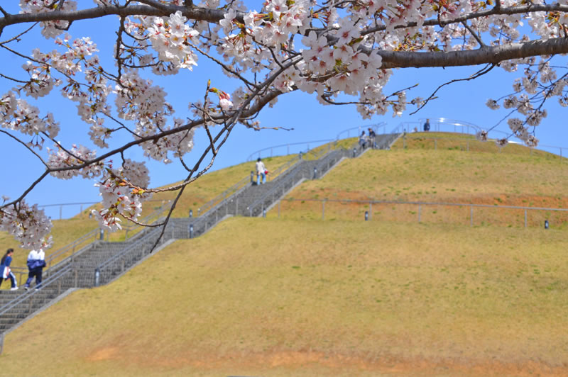 牧の原公園の桜と築山