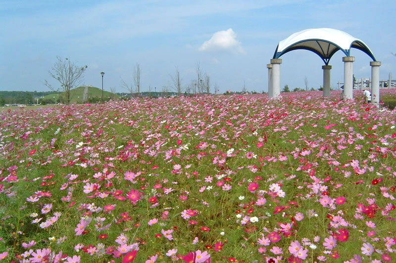 牧の原公園のコスモス畑