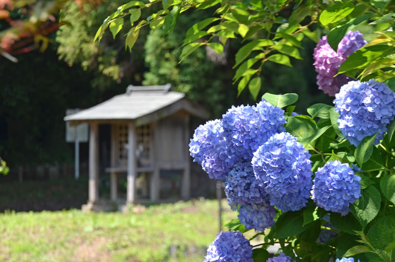 結縁寺付近の池とあじさいの風景