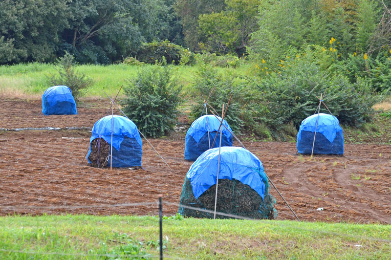 落花生のぼっち