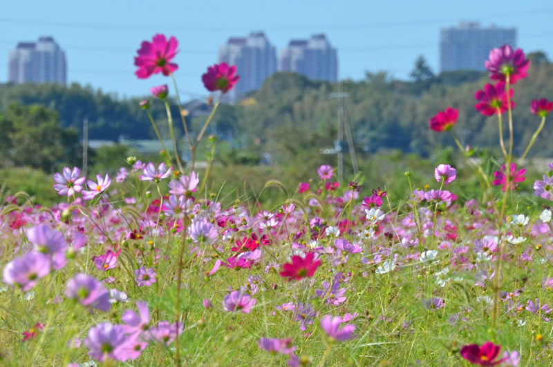 いんばコスモスの里