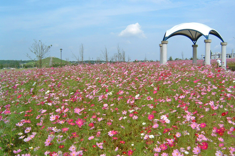 牧の原公園のコスモス畑