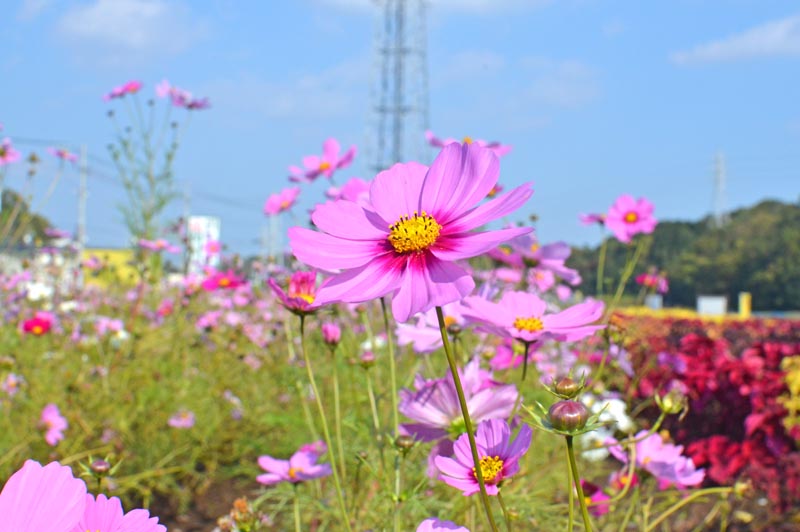 ひょうたん島池のコスモス