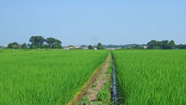 印西市の里山の風景