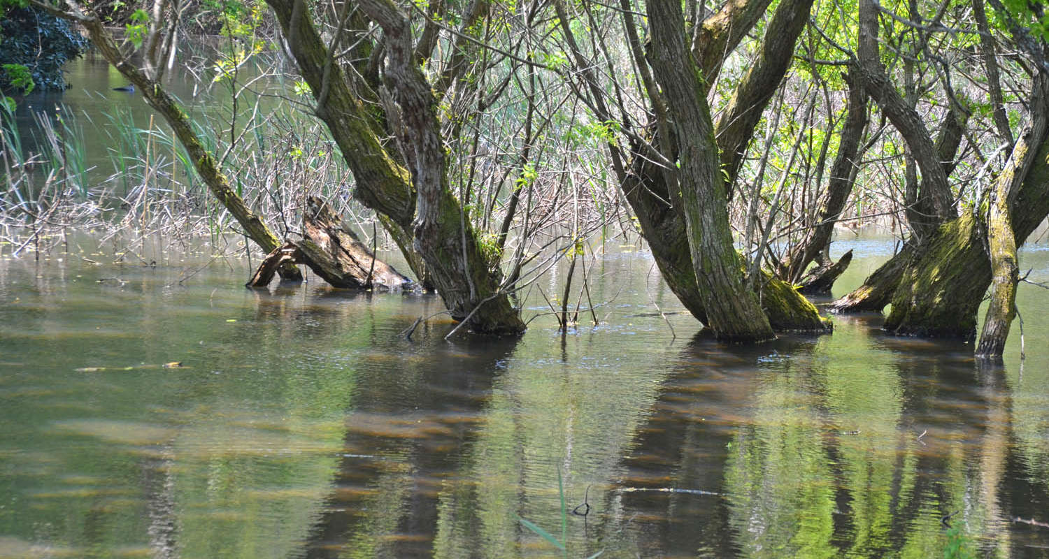 印西市木下竹袋の山崎池