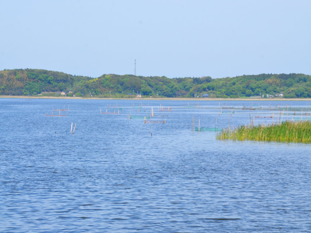 西印旛沼を双子公園から見る