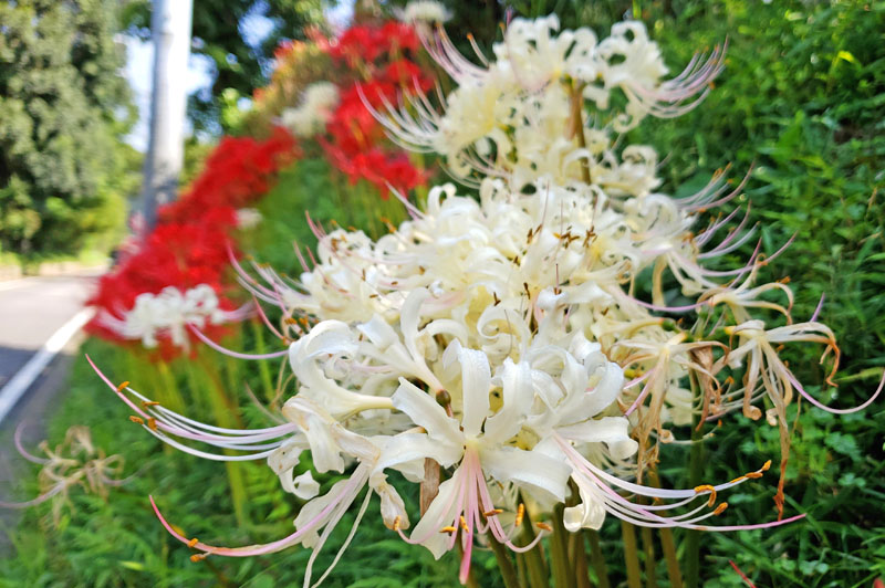 印西市大森古新田の彼岸花