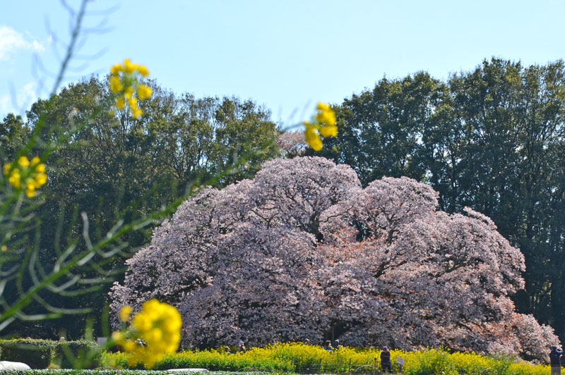 吉高の大桜と菜の花