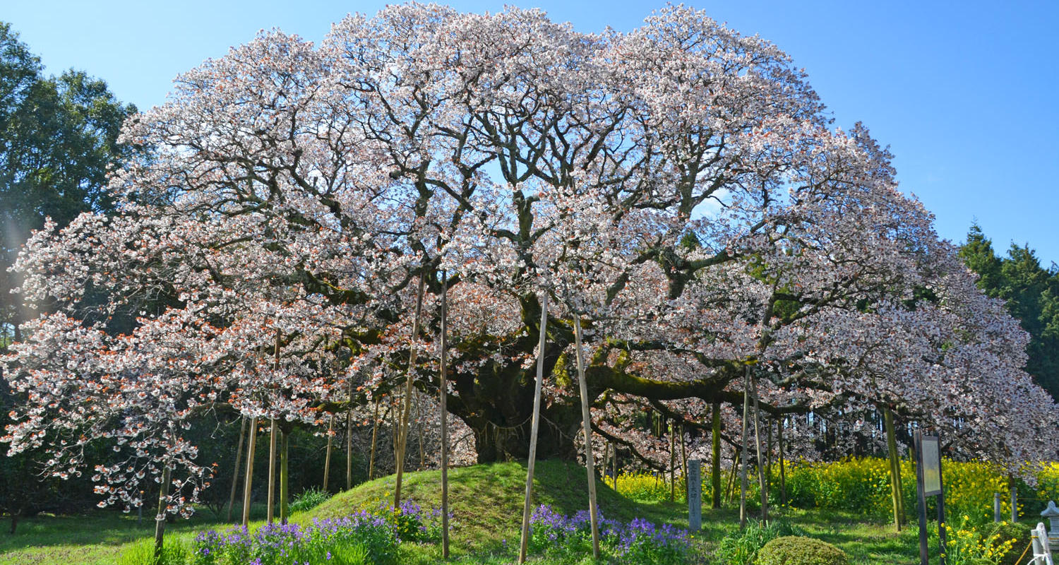 印西市吉高の大桜
