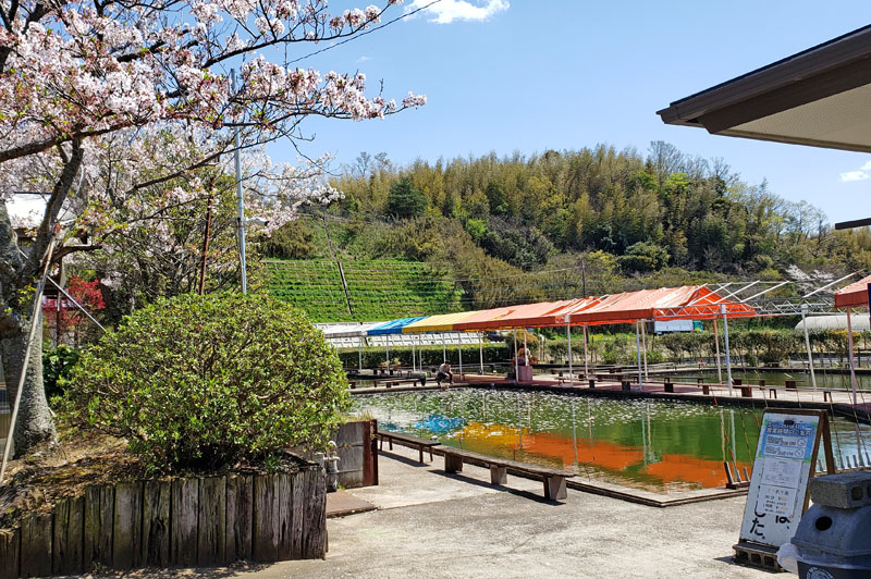 谷養魚場の釣り堀