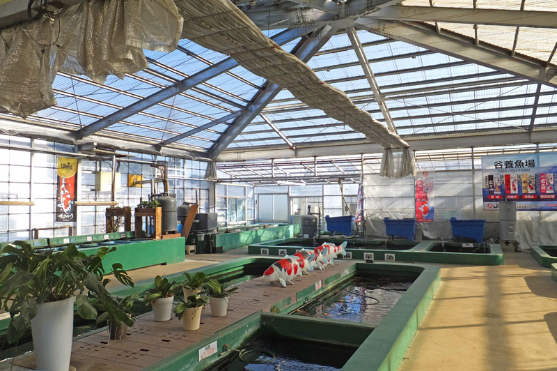 谷養魚場