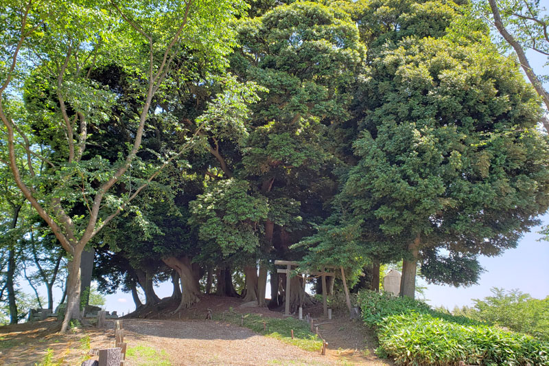 大六天のご神木