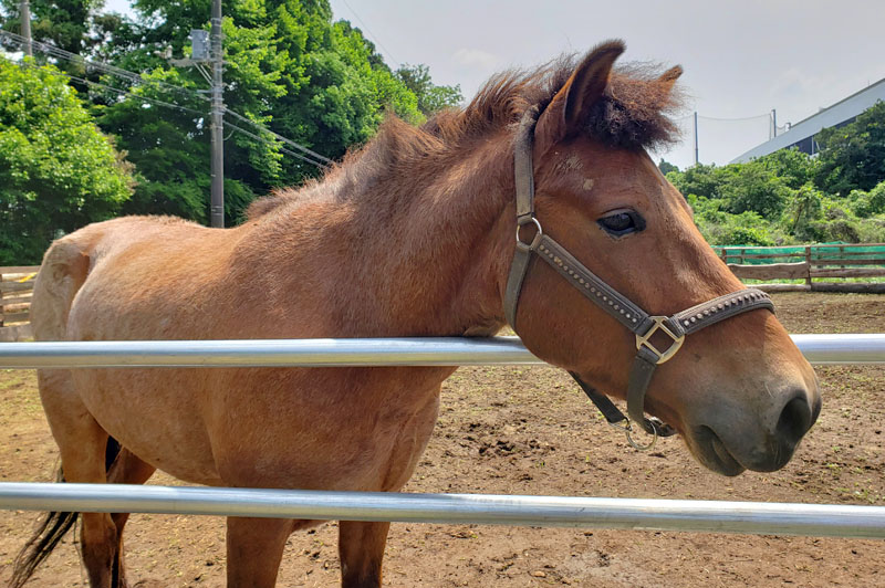 エクッションふれあい牧場の馬チャーリー
