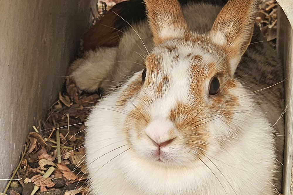 エクッションふれあい動物牧場のうさぎ