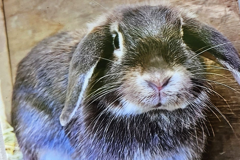エクッションふれあい動物牧場のうさぎ