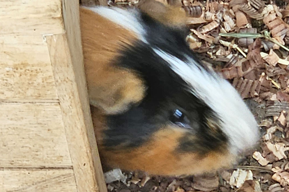 エクッションふれあい動物牧場のモルモット