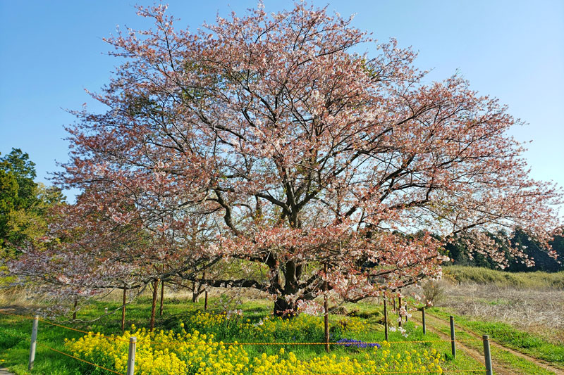 千葉県印西市天神台の一本桜