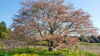 千葉県印西市天神台の一本桜