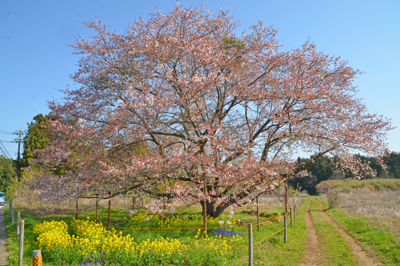 千葉県印西市天神台の一本桜