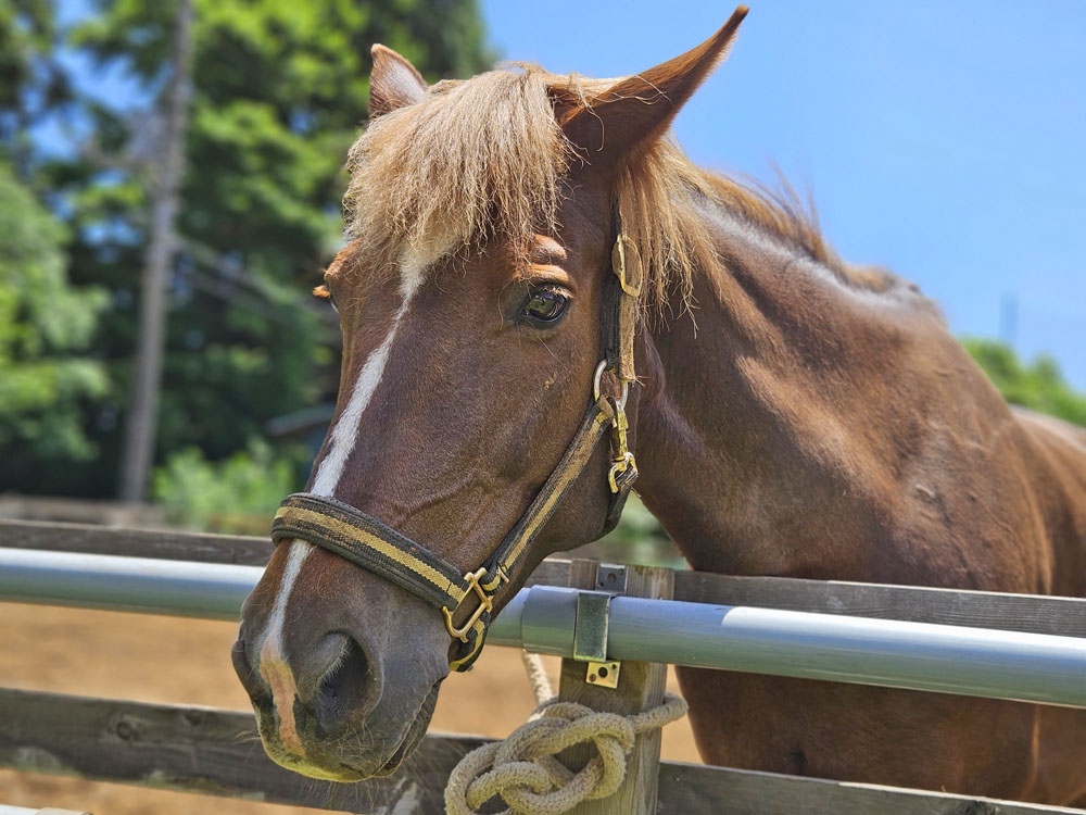 エクッションの馬ジョルフェ