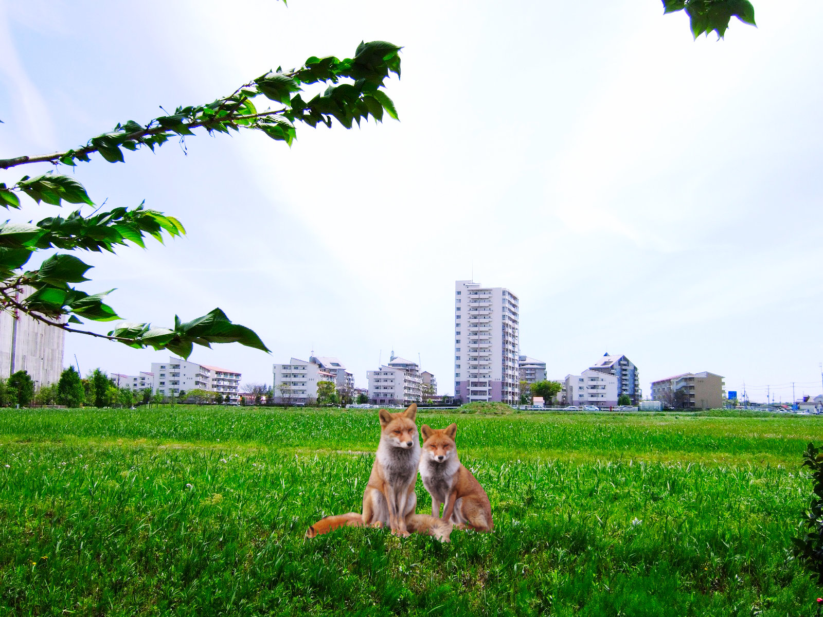 草深とホンドキツネ