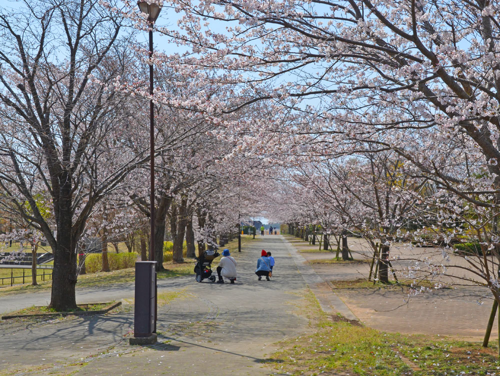 滝野公園脇の遊歩道の桜並木