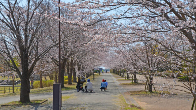 滝野公園脇の遊歩道の桜並木