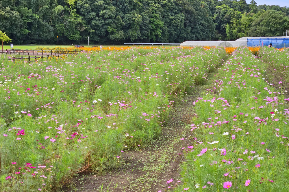 ひょうたん島池コスモス