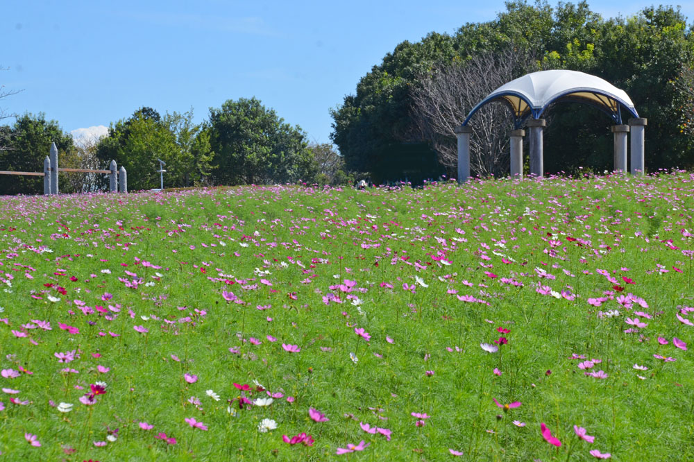 牧の原公園のコスモス