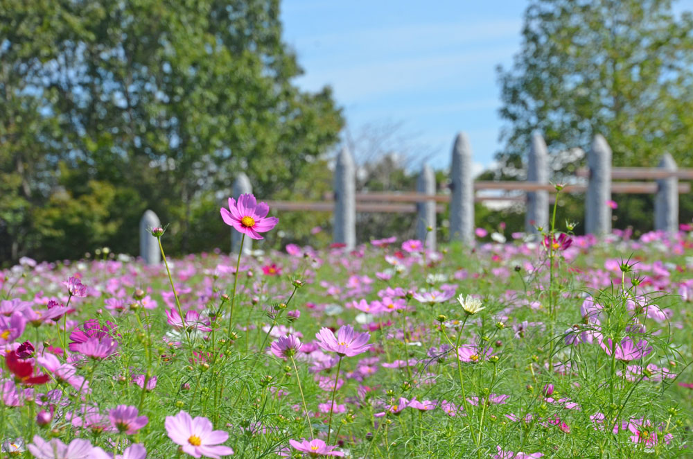 牧の原公園のコスモス