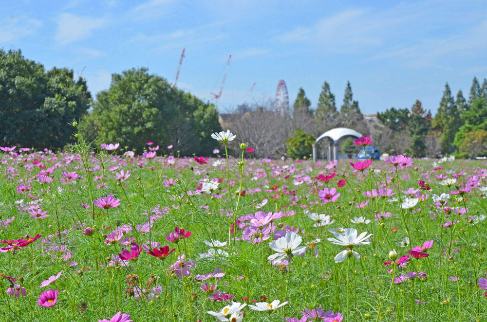 牧の原公園のコスモス