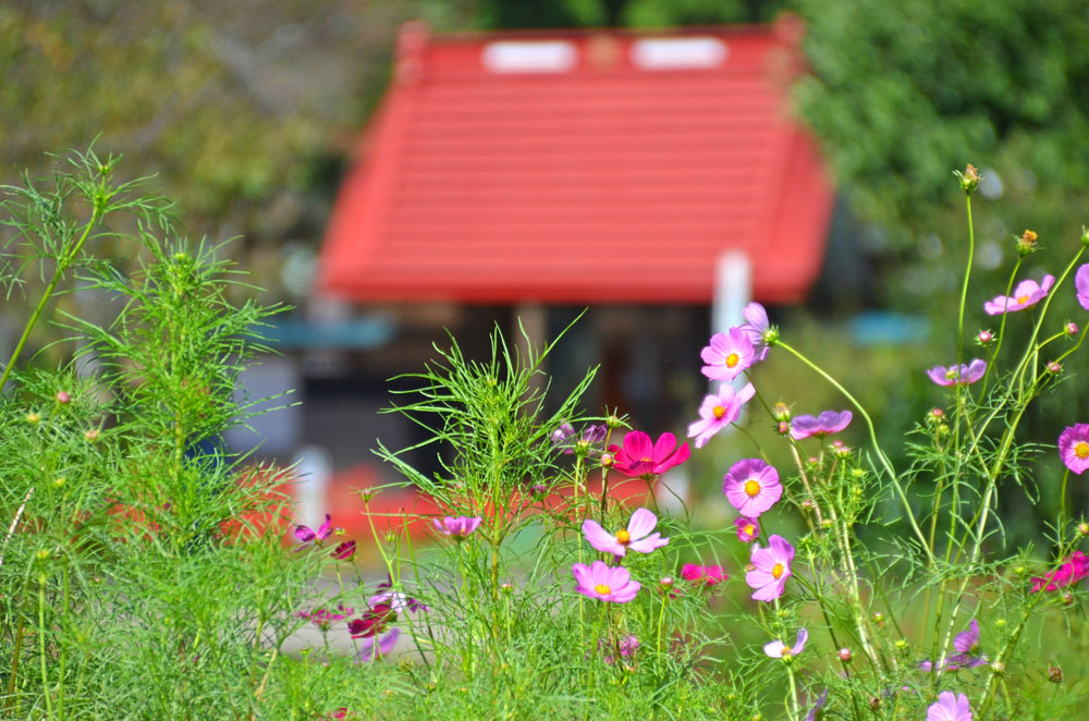 結縁寺とコスモス