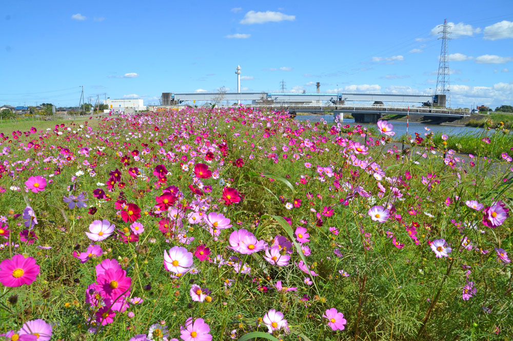 川の停車場のコスモス畑