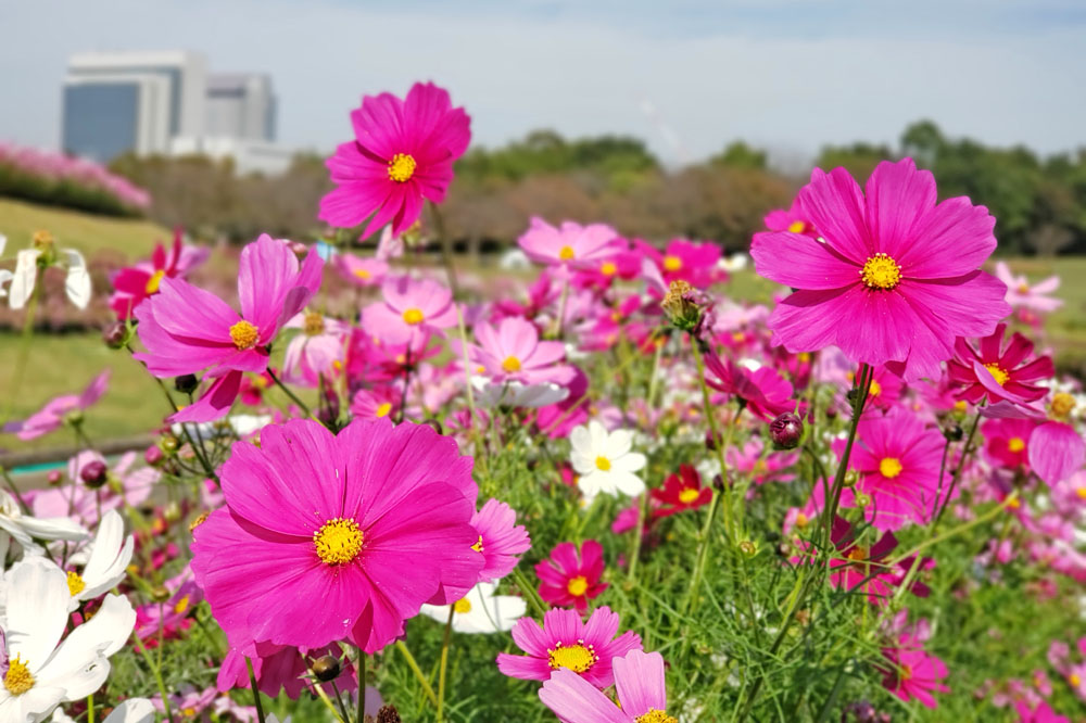 北総花の丘公園のコスモス