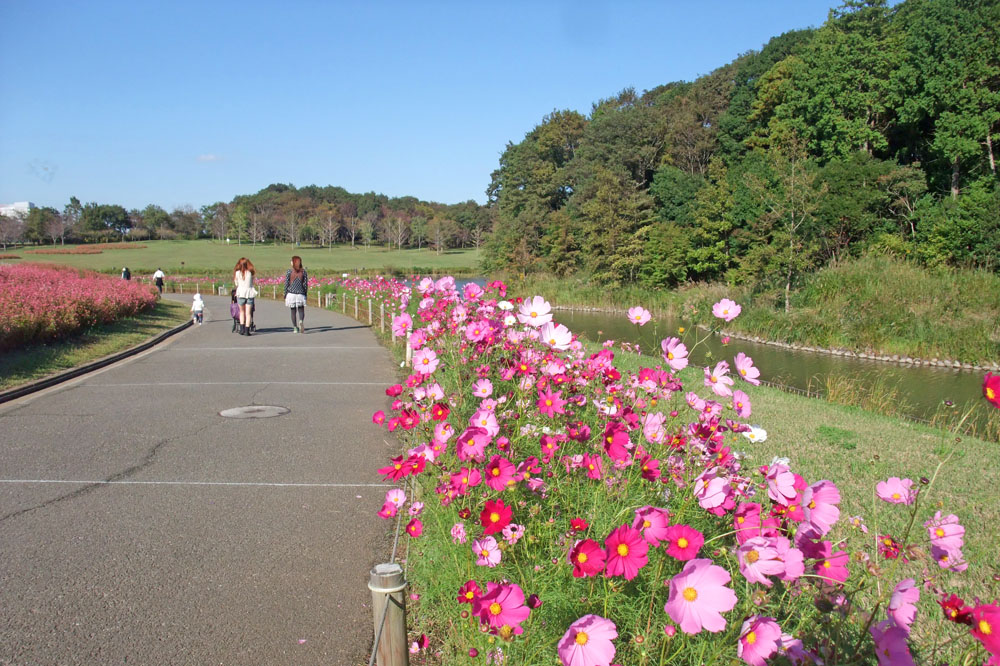 北総花の丘公園のコスモス