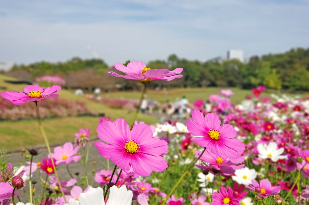 北総花の丘公園のコスモス