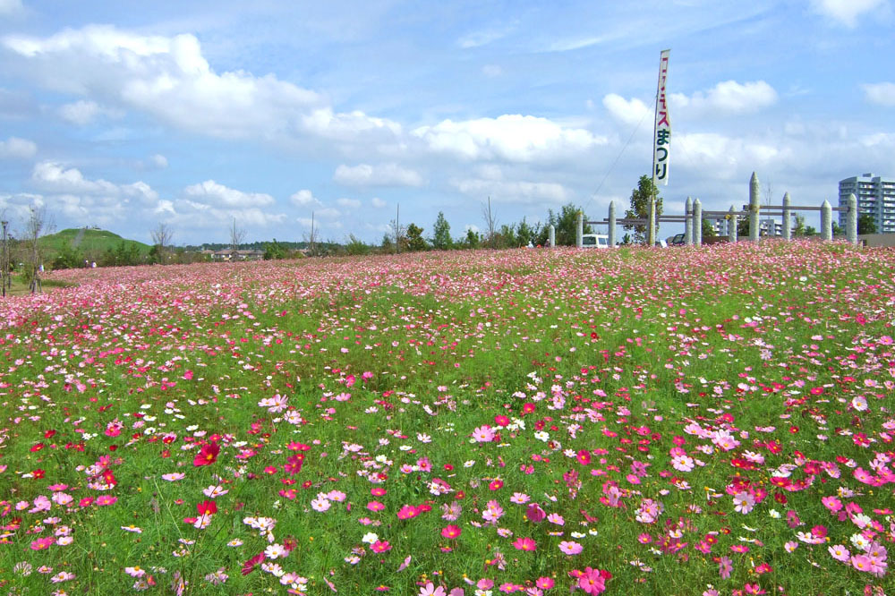 牧の原公園コスモスまつり2008年