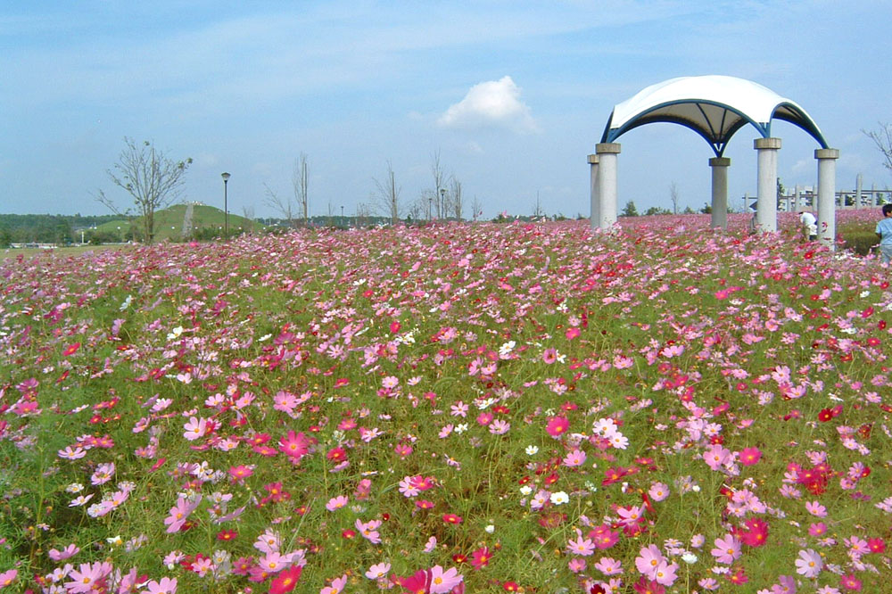 牧の原公園コスモスまつり2008年